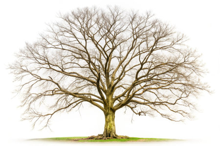 Big old tree isolated on white background with shadow and clipping path.の素材