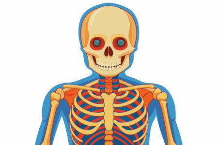 Human skeleton. Vector illustration isolated on white background. Eps 10.のイラスト素材