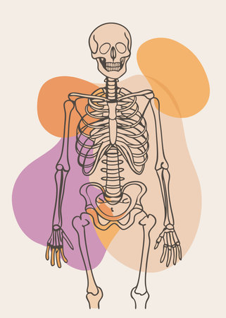 Human skeleton. Vector illustration of a skeleton and a flower. Human anatomy.のイラスト素材