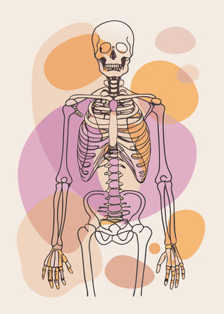 Human skeleton. Vector illustration of a skeleton. Human skeleton on a colored background.のイラスト素材