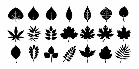 Set of silhouettes of leaves. Vector illustration isolated on white background.のイラスト素材