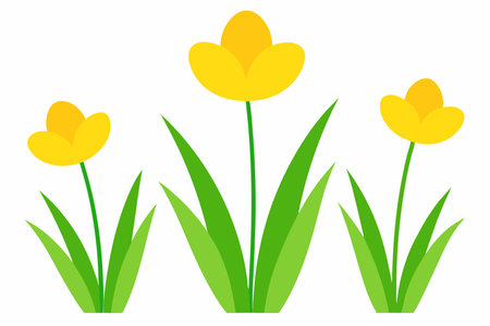 Three yellow tulips on a white background. Vector illustration. Flat style.のイラスト素材