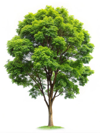 Green Tree isolated on white backgroundの写真素材