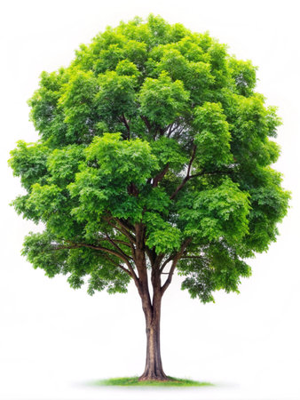 Green Tree isolated on white background