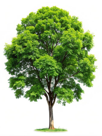 Green Tree isolated on white backgroundの写真素材