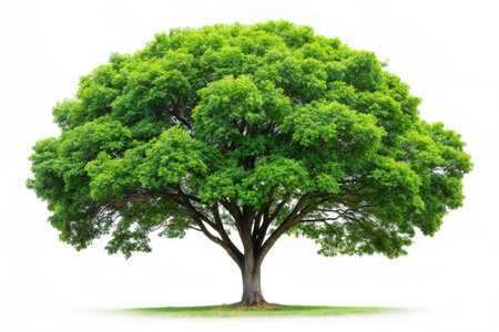 Green Tree isolated on white backgroundの写真素材