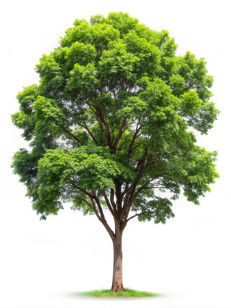 Green Tree isolated on white background