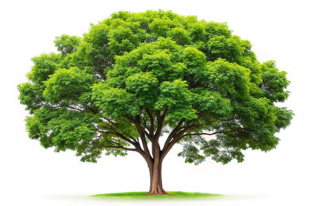 Green Tree isolated on white backgroundの写真素材