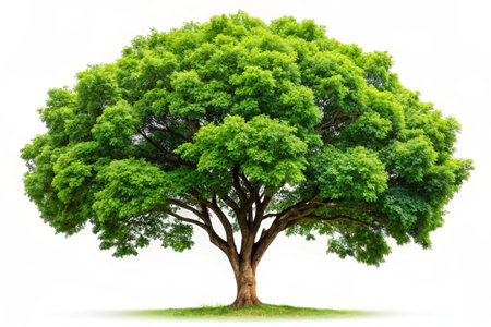 Green Tree isolated on white backgroundの写真素材