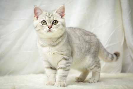 Standing British shorthair Cat isolated on white backgroundの写真素材