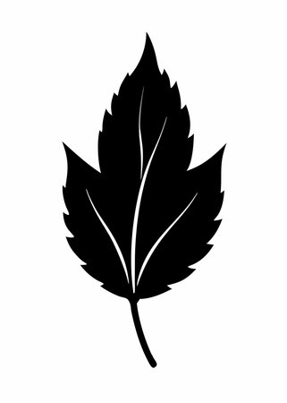 Black leaf silhouette on white backgroundのイラスト素材