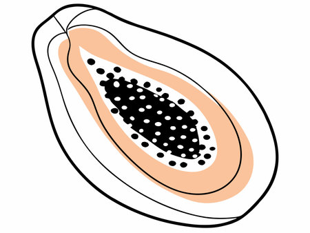 Minimalist Papaya fruit sliced vector on white backgroundのイラスト素材