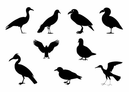 Birds silhouette collection on white backgroundのイラスト素材