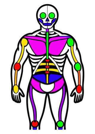 Human anatomy vector illustration on white backgroundのイラスト素材