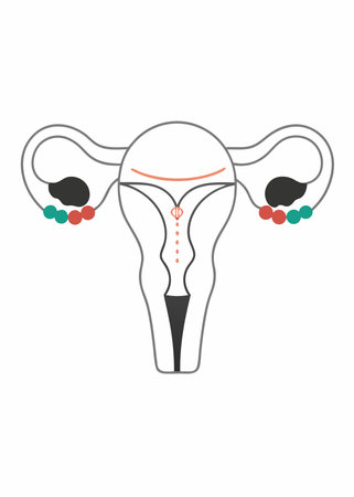 Human anatomy female reproductive system vector on white backgroundのイラスト素材