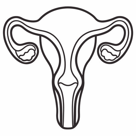 Human anatomy female reproductive system vector on white backgroundのイラスト素材