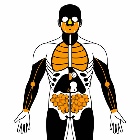 Human anatomy vector illustration on white backgroundのイラスト素材