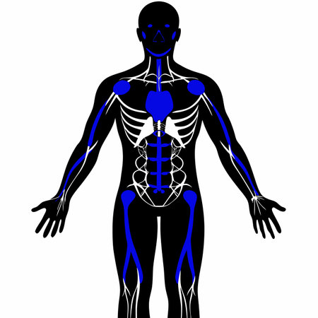 Human anatomy vector illustration on white backgroundのイラスト素材