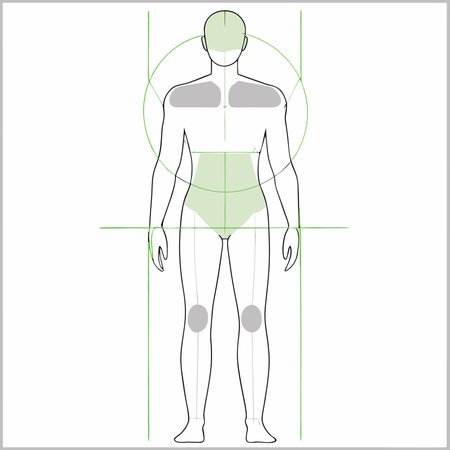 Human anatomy vector illustration on white backgroundのイラスト素材