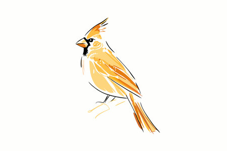 Watercolor cardinal bird vector on white backgroundのイラスト素材