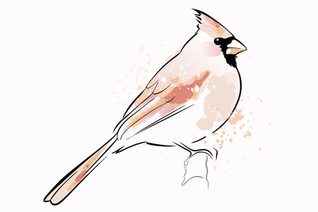 Watercolor cardinal bird vector on white backgroundのイラスト素材