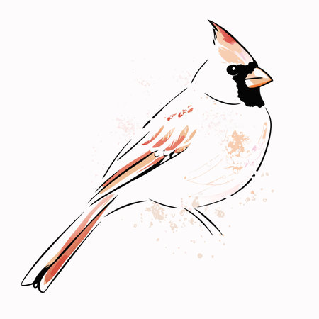 Watercolor cardinal bird vector on white backgroundのイラスト素材