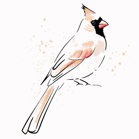 Watercolor cardinal bird vector on white backgroundのイラスト素材