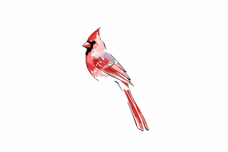 Watercolor cardinal bird vector on white backgroundのイラスト素材
