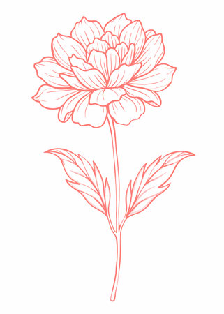 Floral element watercolor vector on whiteのイラスト素材