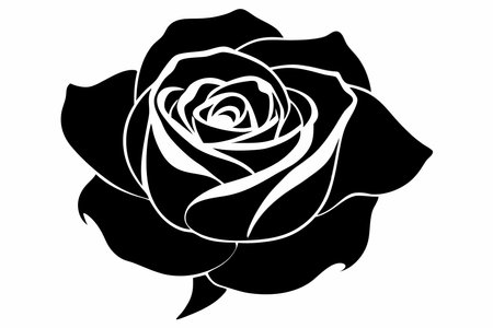 Rose flower vector art on white backgroundのイラスト素材