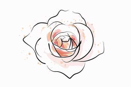 Watercolor rose flower on white backgroundのイラスト素材