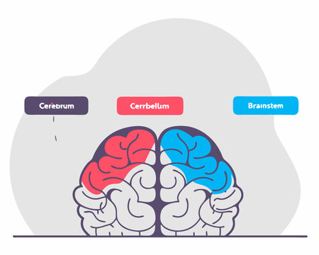 Brain human anatomy biology organ body system health care and medical hand drawn cartoon illustrationのイラスト素材