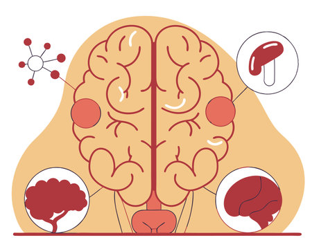 Brain human anatomy biology organ body system health care and medical hand drawn cartoon illustrationのイラスト素材