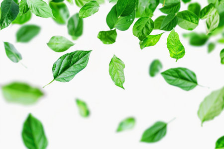 Fresh green leaves isolated on white background. Flat lay, top view