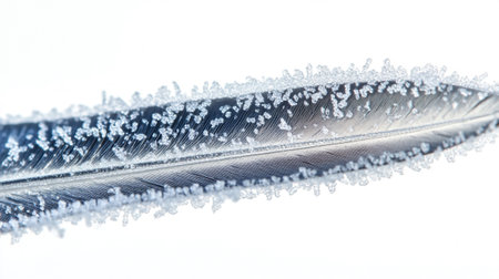Feather of a bird covered with hoarfrost on a white background
