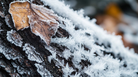 Close up of frozen leaves on a tree in the winter forest.