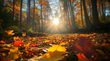 Autumn forest. Beautiful nature scene with sun rays shining through treesの写真素材