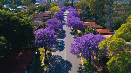 Aerial view of a street with blooming jacaranda tree in springの写真素材