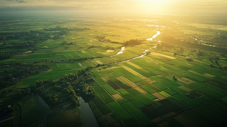 Aerial view of rice fields in the countryside at sunset time.