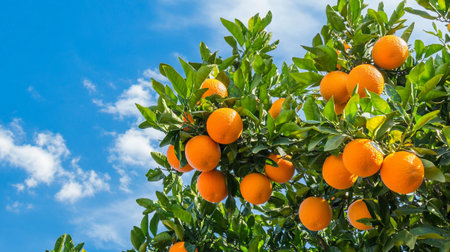 Oranges on the tree with blue sky and white clouds background.