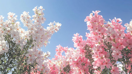 Pink and white flowers in the garden with blue sky background, stock photo