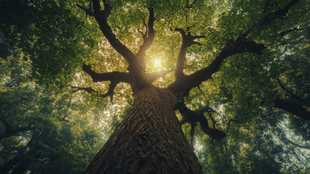old big tree in the green forest with sun rays and lens flareの写真素材