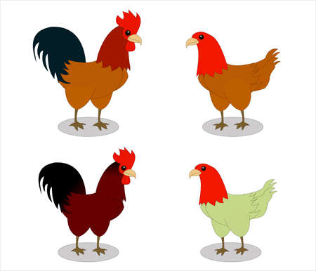 Rooster and Hen Vector Illustration
 Natural rooster and hen characterのイラスト素材