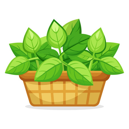 Basil in a basket isolated on white background. Vector illustration.のイラスト素材