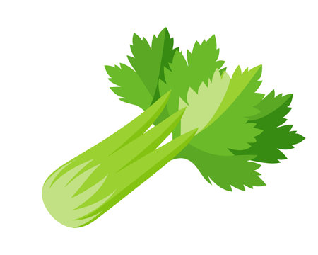 Celery icon. Isometric illustration of celery vector icon for webのイラスト素材