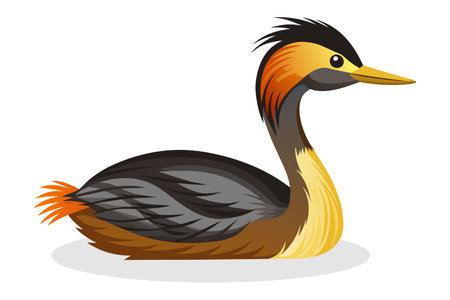 Crested grebe isolated on white background. Vector illustration.のイラスト素材