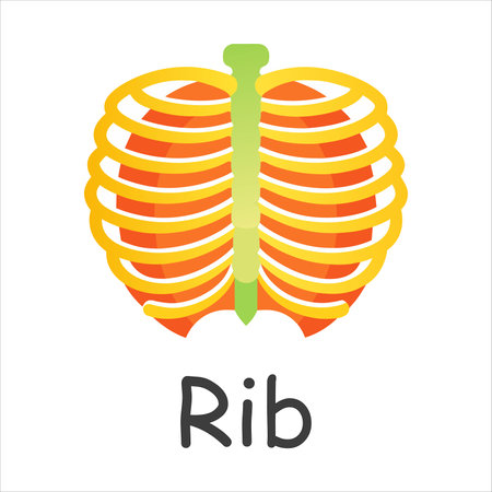 Rib vector illustration. Stylized icon of a human spine.のイラスト素材