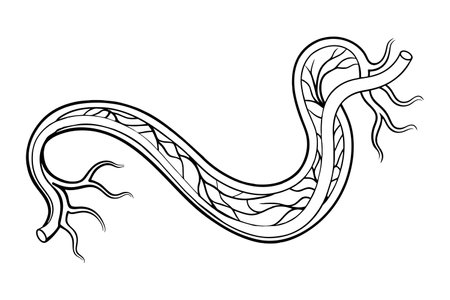 Illustration of a black and white hand drawn doodle of a tree root.のイラスト素材