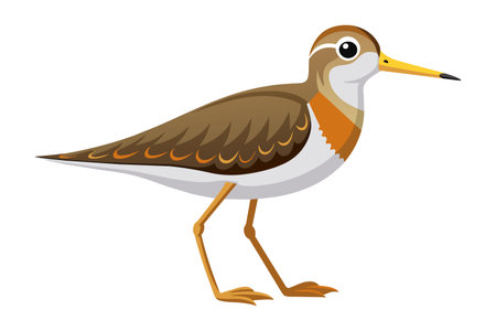 Illustration of a Red-necked Sandpiper on a white backgroundのイラスト素材