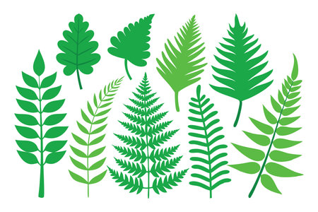 Best green Forest Fern collection flat vector illustrationのイラスト素材